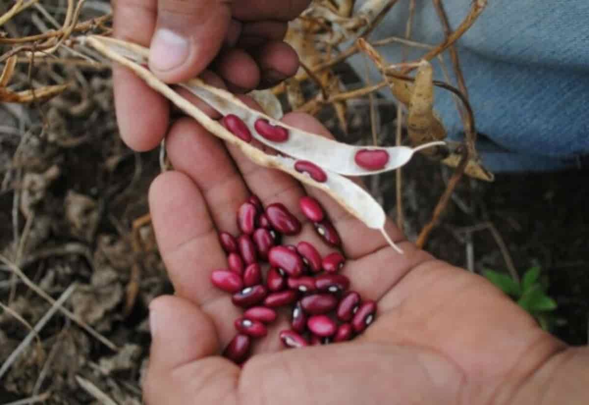 2. La SAG destaca la importancia de estimular la producción agrícola nacional.
