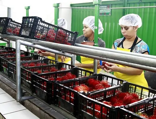 Estados Unidos destaca como el mayor comprador e importador clave de rambután centroamericano