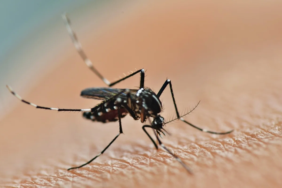 Alerta ante casos de chikungunya.