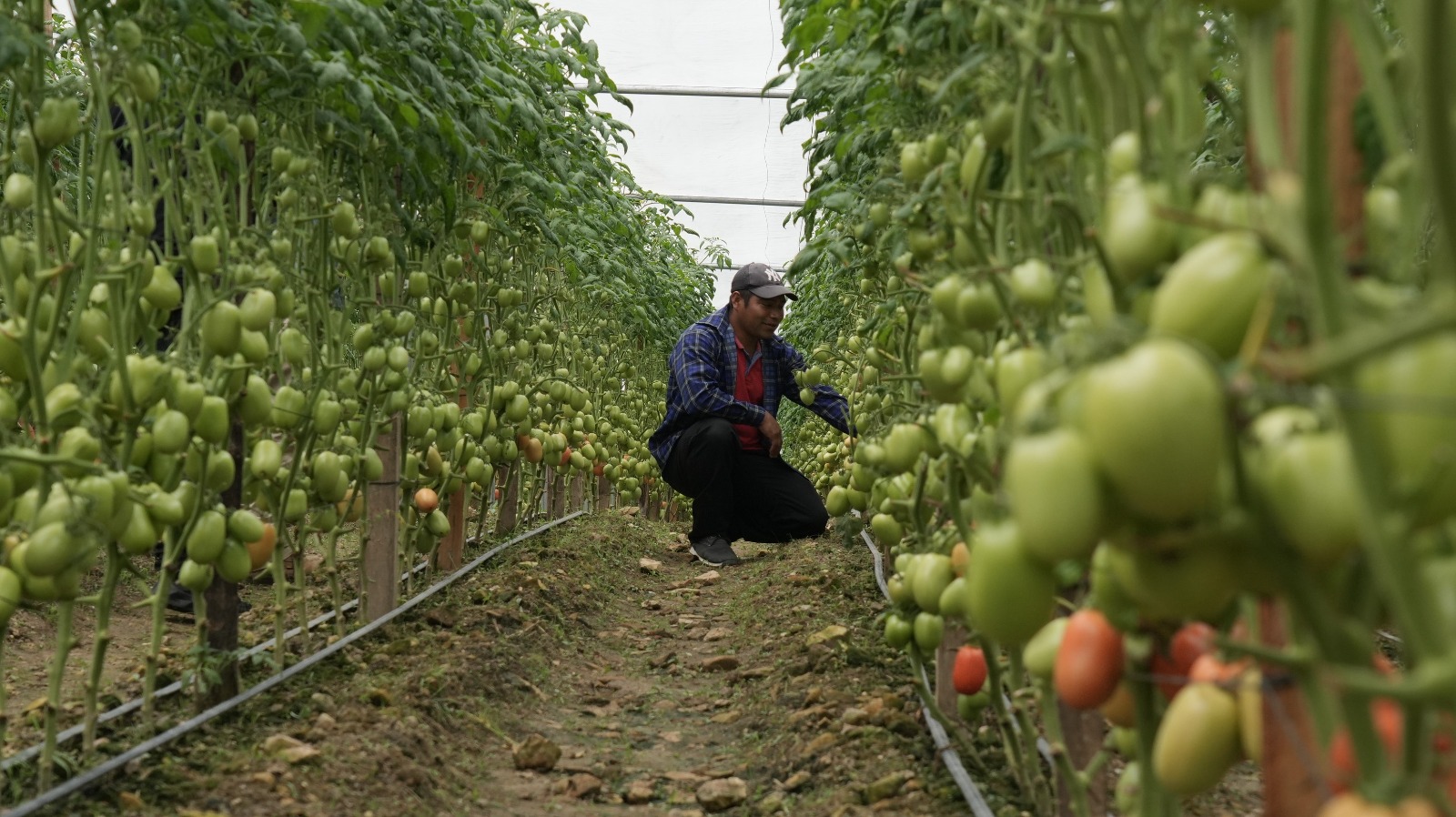 Las cosechas de tomate se han generado entre 12 mil y 16 mil libras.