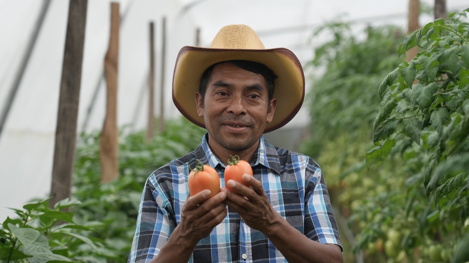Belarmino Vásquez, productor de tomates y chiles.