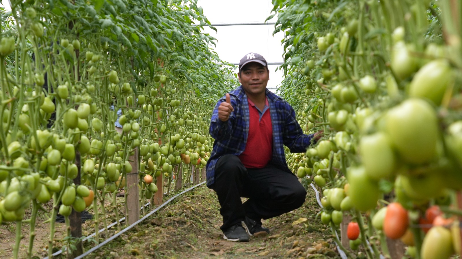 El chile también forma parte de los cultivos que las familias producen.