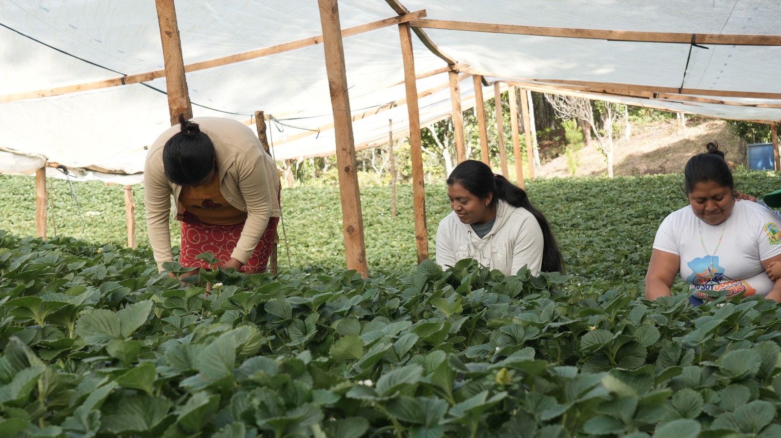 Así transforman la producción de fresas en Intibucá