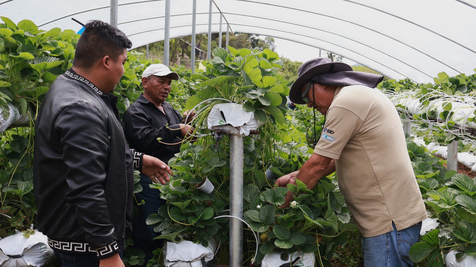Nueva tecnología para la producción de fresas.