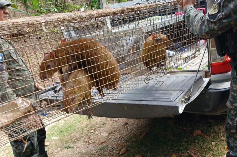 Fuerzas Armadas de Honduras rescatan tres guatusas en Santa Bárbara