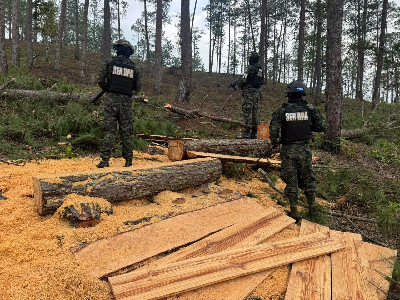 Honduras pierde hasta 70,000 hectáreas de bosque al año por tala ilegal, ganadería, incendios y cambio de uso de suelo
