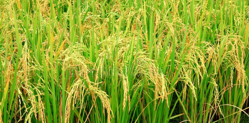 Nuevas variedades de arroz